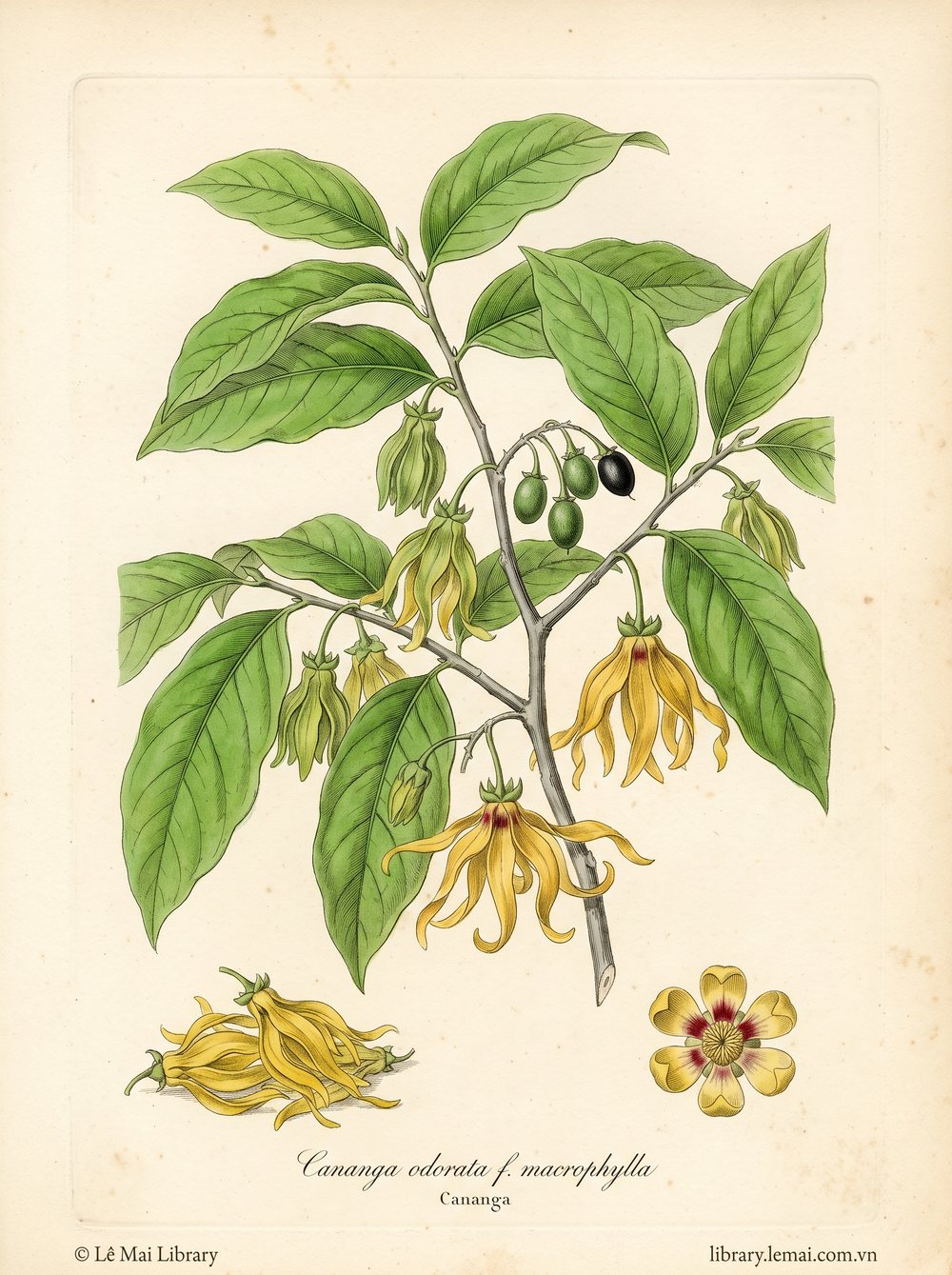 Botanical illustration of Cananga odorata f. macrophylla; flowers used to extract Cananga essential oil