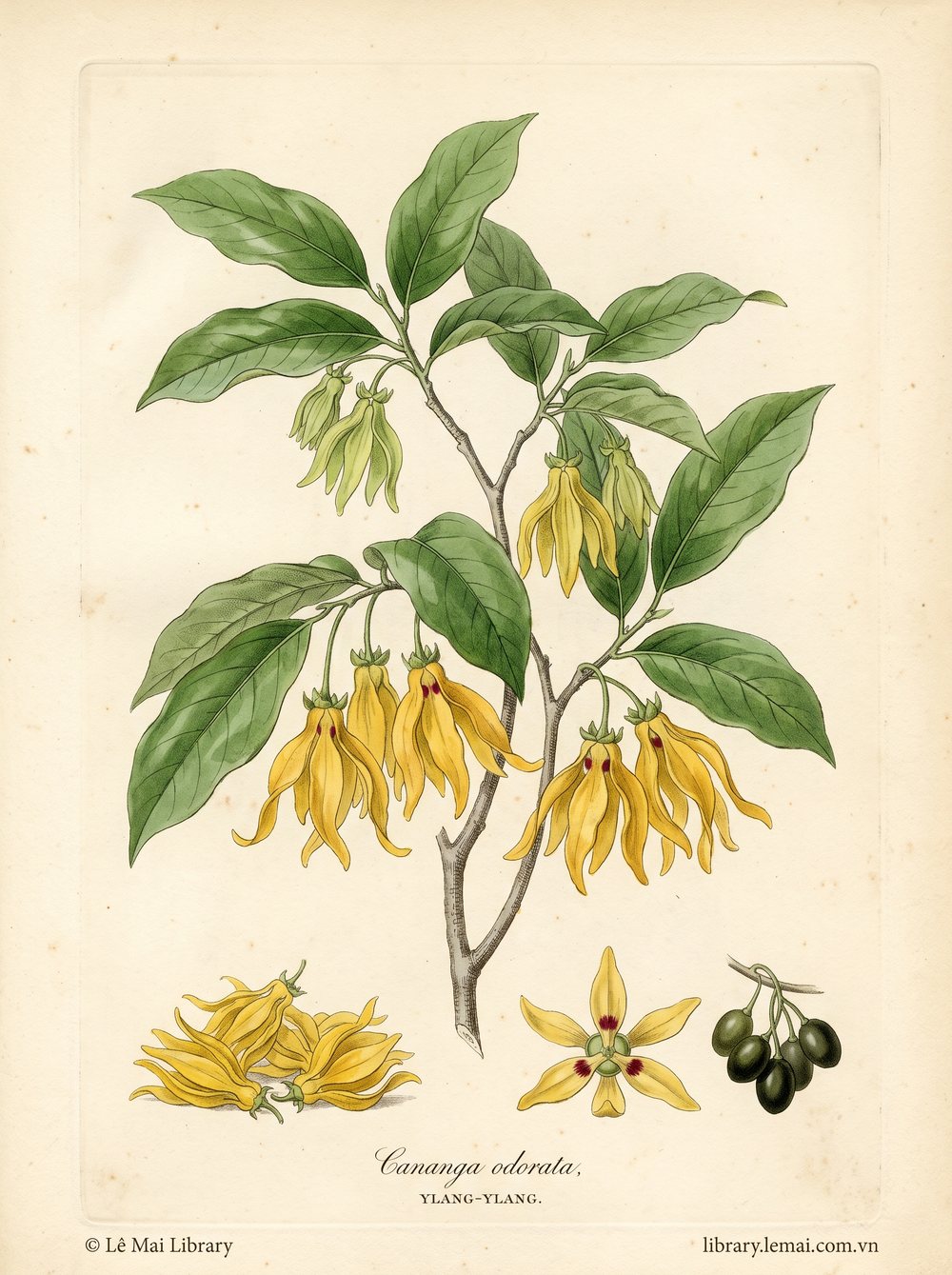 Tranh minh hoạ cây Ngọc lan tây (Cananga odorata), hoa dùng chiết xuất tinh dầu Ylang-ylang