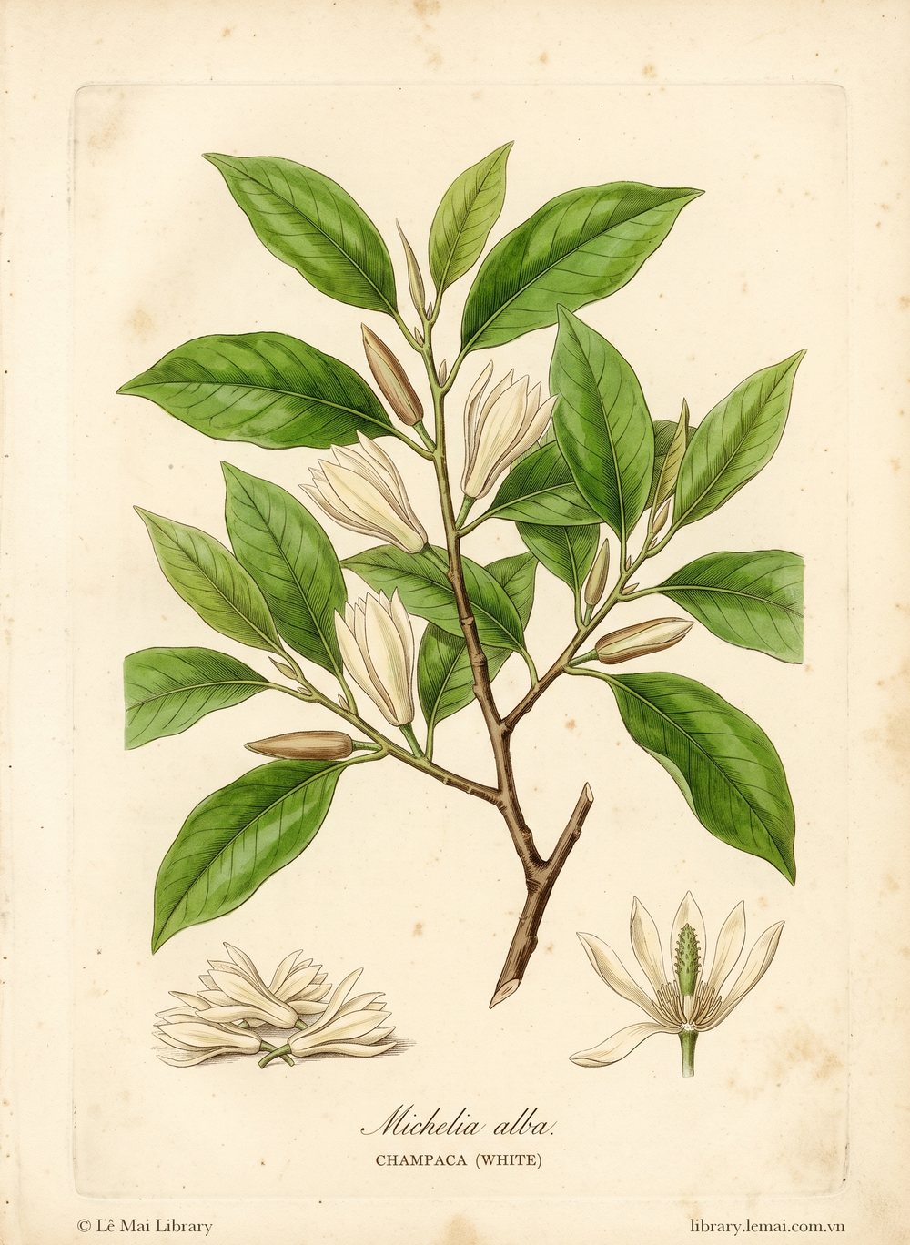 Botanical illustration of Michelia alba; flowers used to extract Champaca (white) essential oil