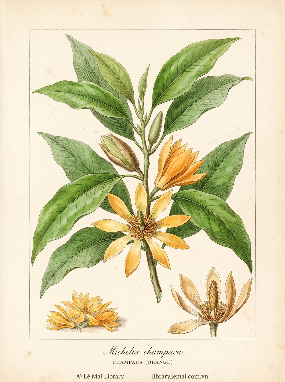 Botanical illustration of Michelia champaca; flowers used to extract Champaca (orange) essential oil