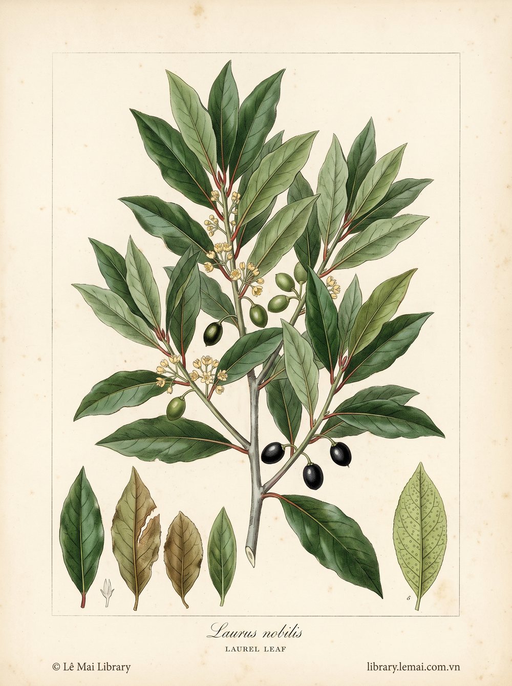 Tranh minh hoạ cây Nguyệt quế (Laurus nobilis), lá tươi dùng chiết xuất tinh dầu Laurel leaf