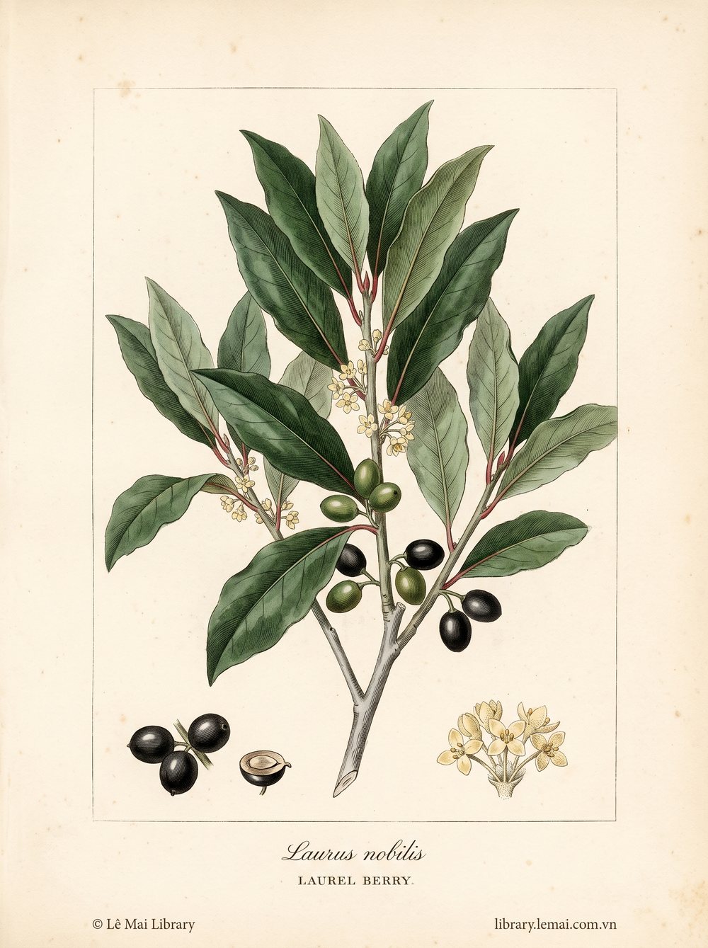 Tranh minh hoạ cây Nguyệt quế (Laurus nobilis), quả dùng chiết xuất tinh dầu Laurel berry