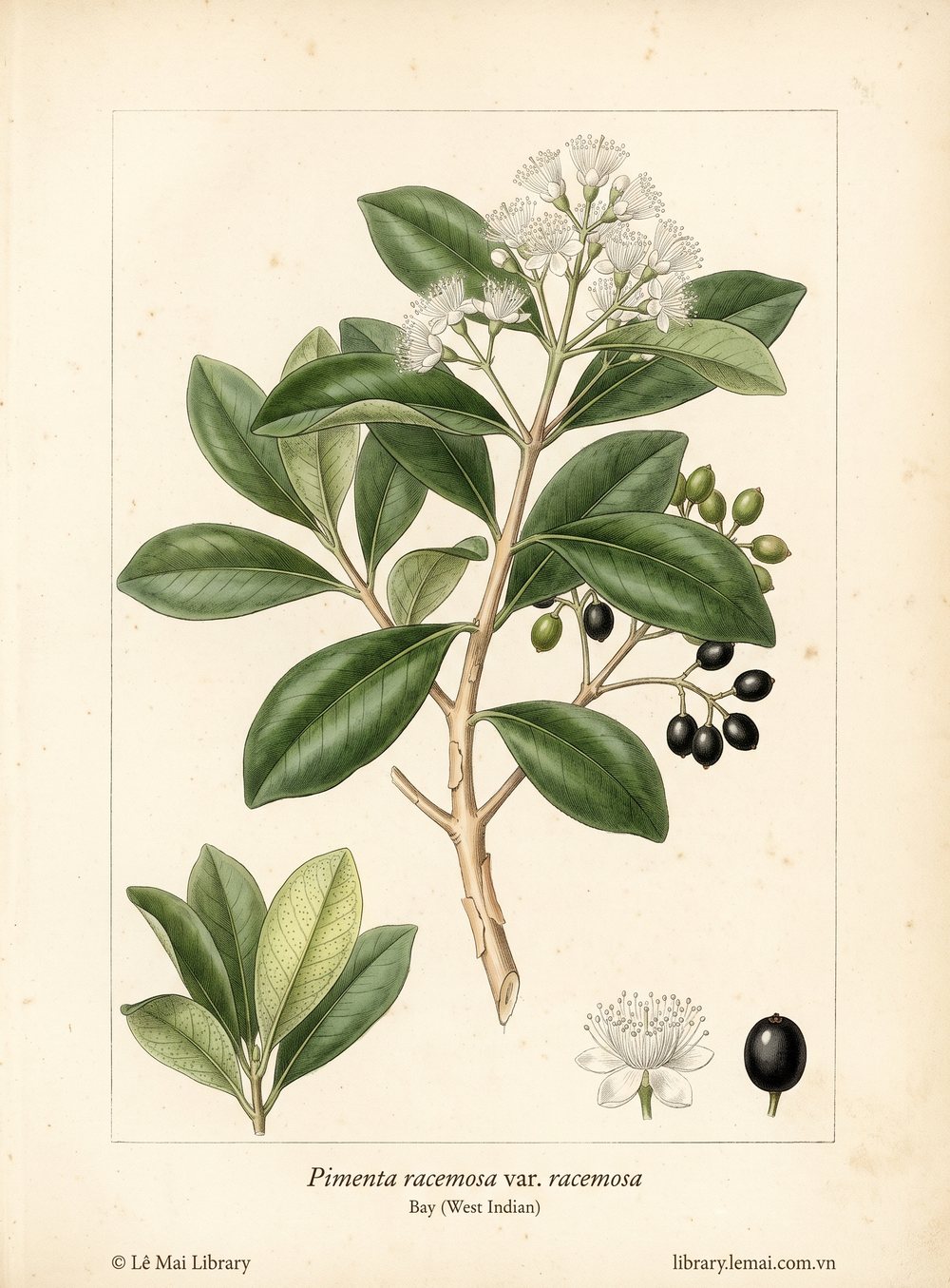 Botanical illustration of Pimenta racemosa var. racemosa; leaves used to extract Bay (West Indian) essential oil