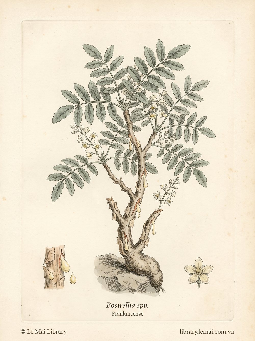 Tranh minh hoạ cây Nhũ hương (Boswellia spp.), nhựa dùng chiết xuất tinh dầu Frankincense