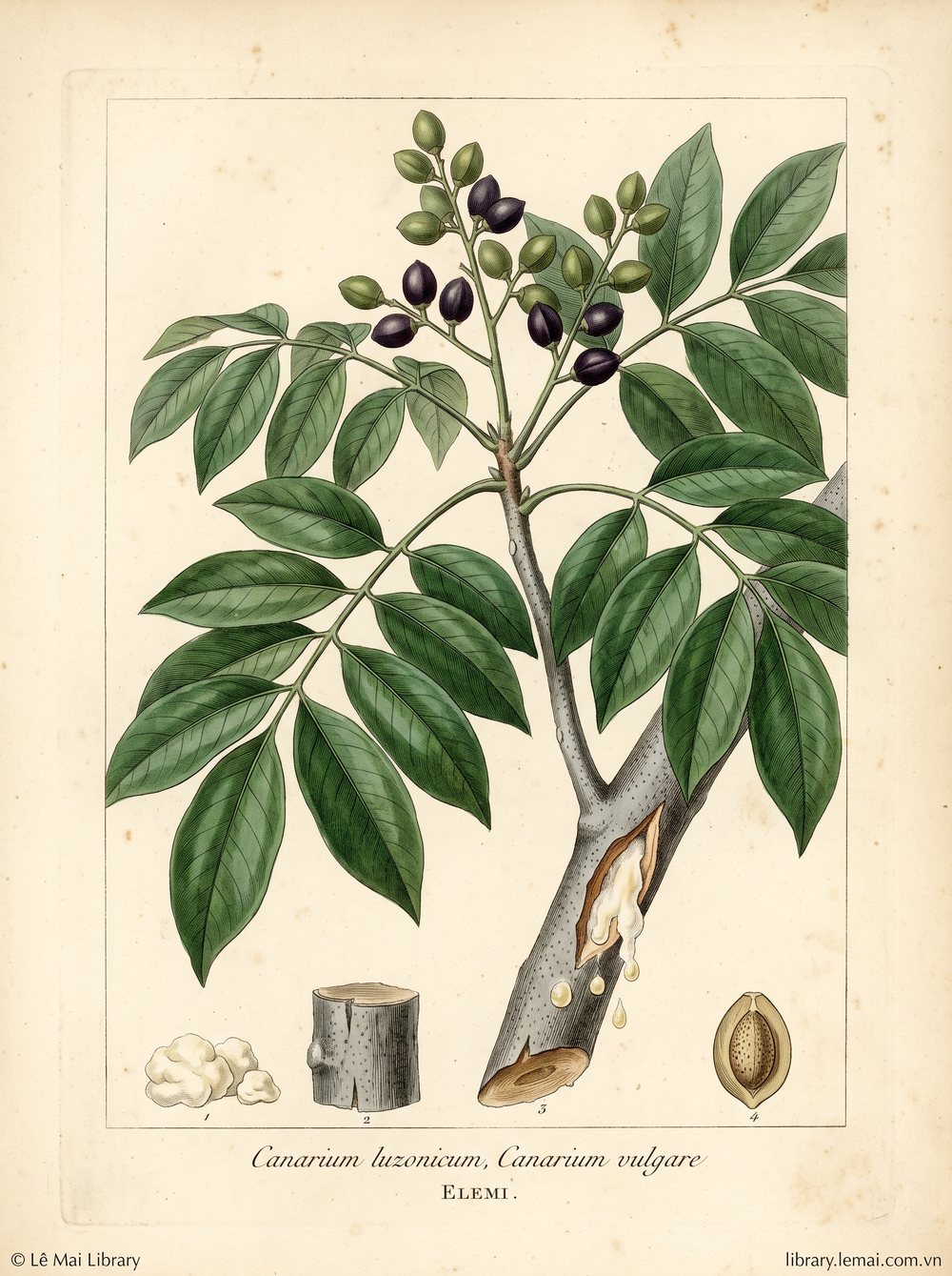 Botanical illustration of Canarium luzonicum, Canarium vulgare; resin used to extract Elemi essential oil