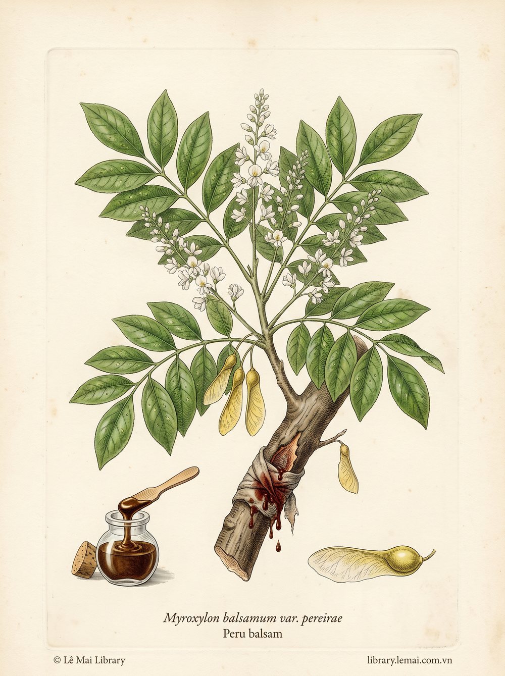 Tranh minh hoạ cây Nhựa Peru (Myroxylon balsamum var. pereirae), nhựa cây dùng chiết xuất tinh dầu Peru balsam