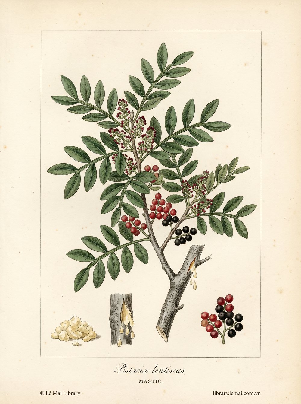 Tranh minh hoạ cây Nhựa thông Mastic (Pistacia lentiscus), nhựa cây (mastic gum) dùng chiết xuất tinh dầu Mastic