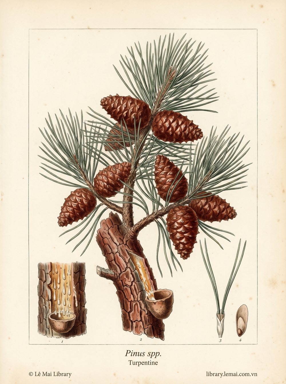 Tranh minh hoạ cây Nhựa thông (Pinus spp.), nhựa thông dùng chiết xuất tinh dầu Turpentine