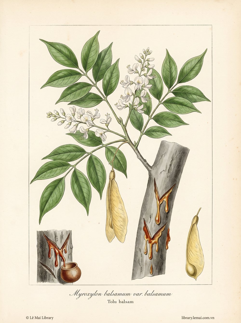 Tranh minh hoạ cây Nhựa Tolu (Myroxylon balsamum var. balsamum), nhựa cây dùng chiết xuất tinh dầu Tolu balsam