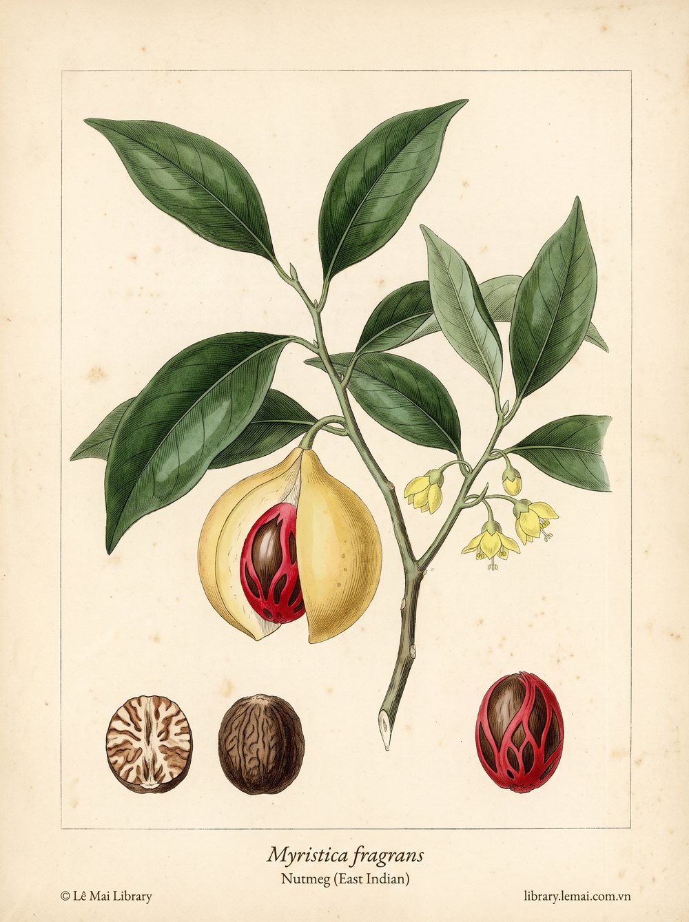Tranh minh hoạ cây Nhục đậu khấu Đông Ấn (Myristica fragrans), hạt dùng chiết xuất tinh dầu Nutmeg (East Indian)