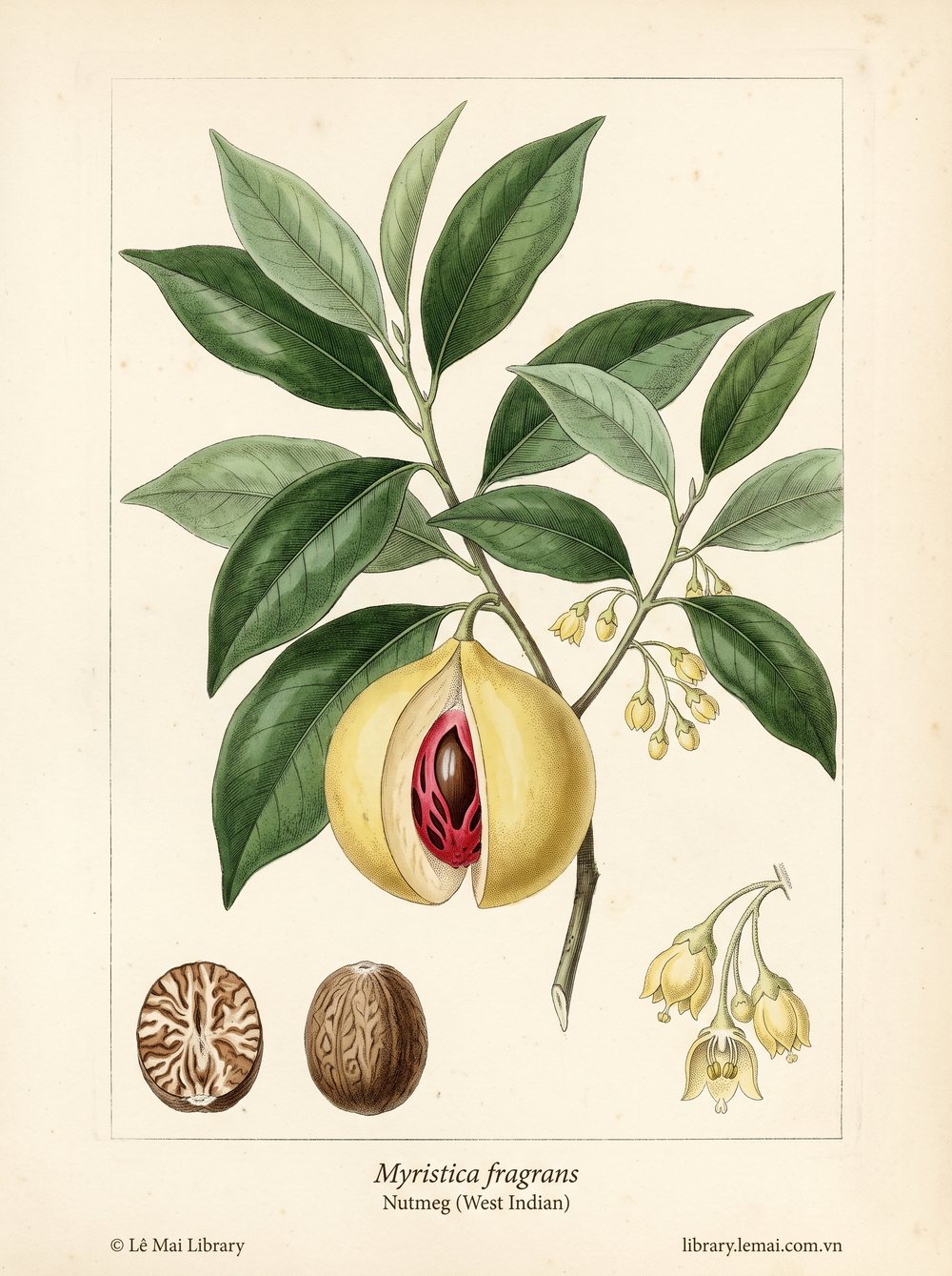 Tranh minh hoạ cây Nhục đậu khấu Tây Ấn (Myristica fragrans), hạt dùng chiết xuất tinh dầu Nutmeg (West Indian)