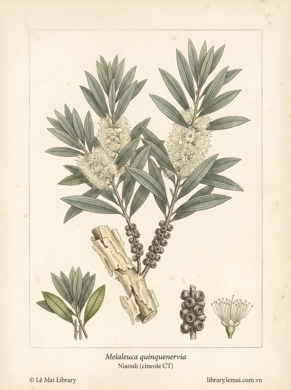 Tranh minh hoạ cây Niaouli (Melaleuca quinquenervia), lá và cành non dùng chiết xuất tinh dầu Niaouli (cineole CT)
