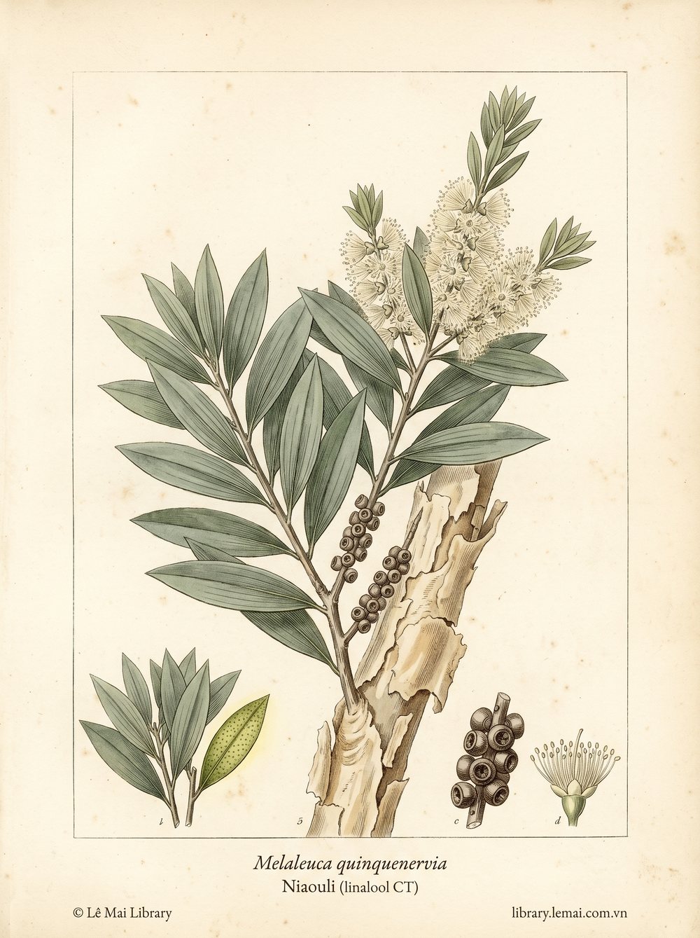 Tranh minh hoạ cây Niaouli (Melaleuca quinquenervia), lá dùng chiết xuất tinh dầu Niaouli (linalool CT)