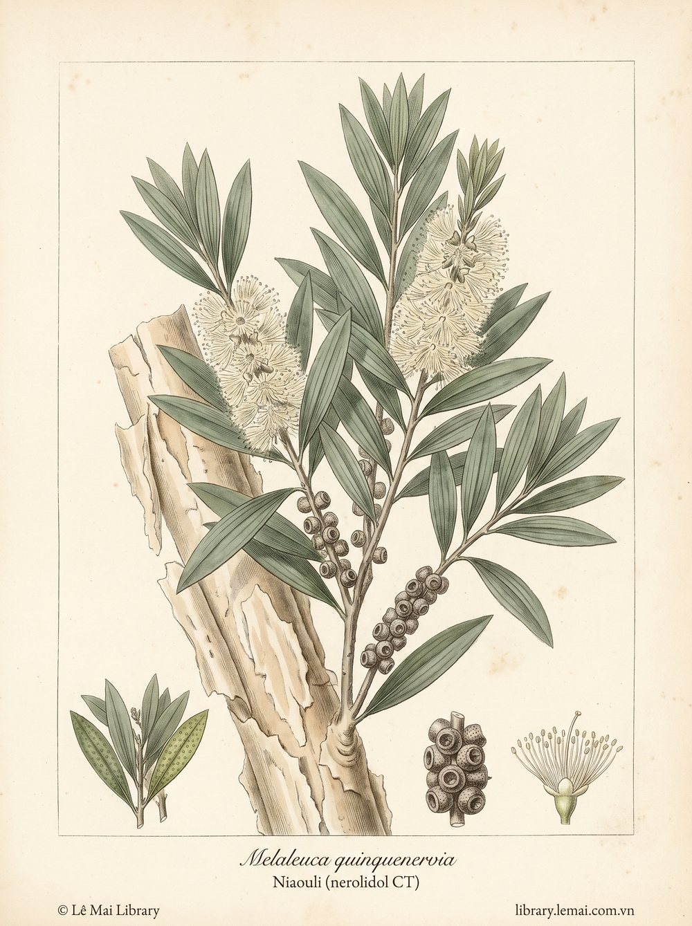 Tranh minh hoạ cây Niaouli (Melaleuca quinquenervia), lá dùng chiết xuất tinh dầu Niaouli (nerolidol CT)