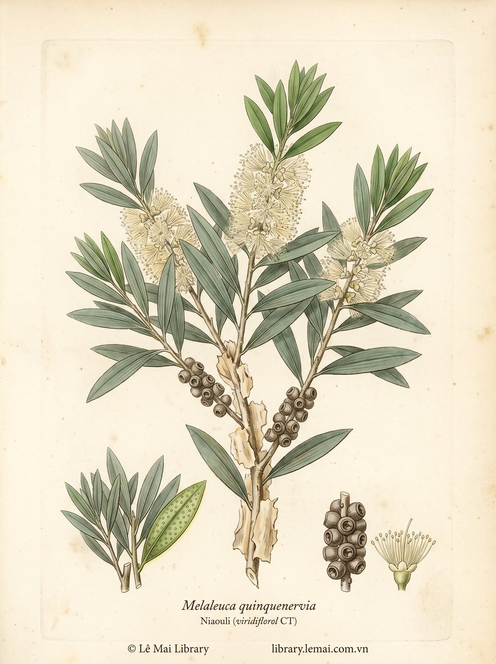 Tranh minh hoạ cây Niaouli (Melaleuca quinquenervia), lá dùng chiết xuất tinh dầu Niaouli (viridiflorol CT)