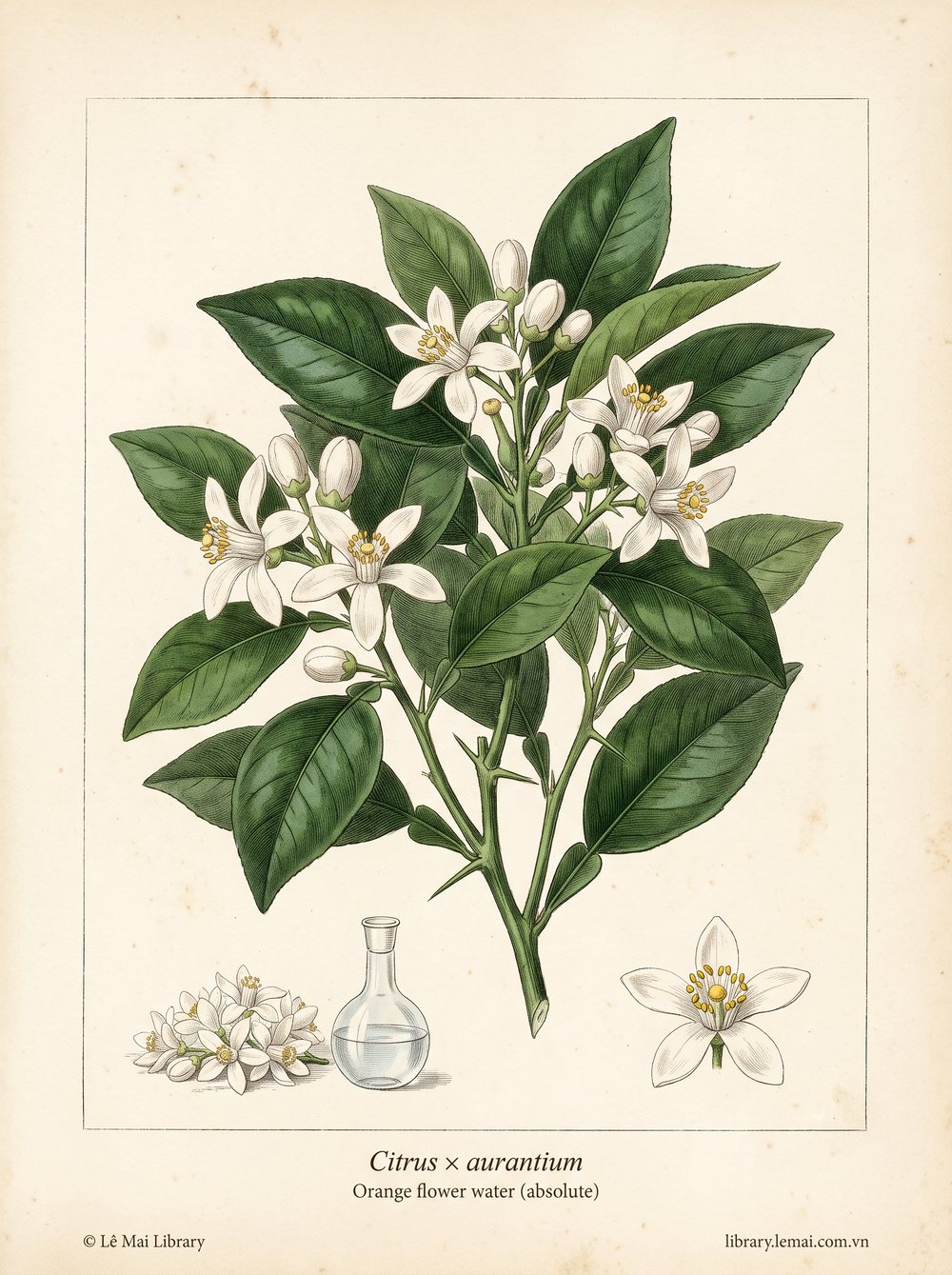 Tranh minh hoạ cây Nước hoa cam (Citrus x aurantium), nước hoa cam (orange flower water) dùng chiết xuất tinh dầu Orange flower water (absolute)