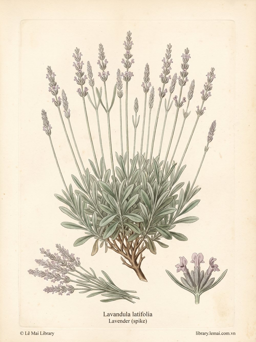 Tranh minh hoạ cây Oải hương đực (Lavandula latifolia), hoa dùng chiết xuất tinh dầu Lavender (spike)