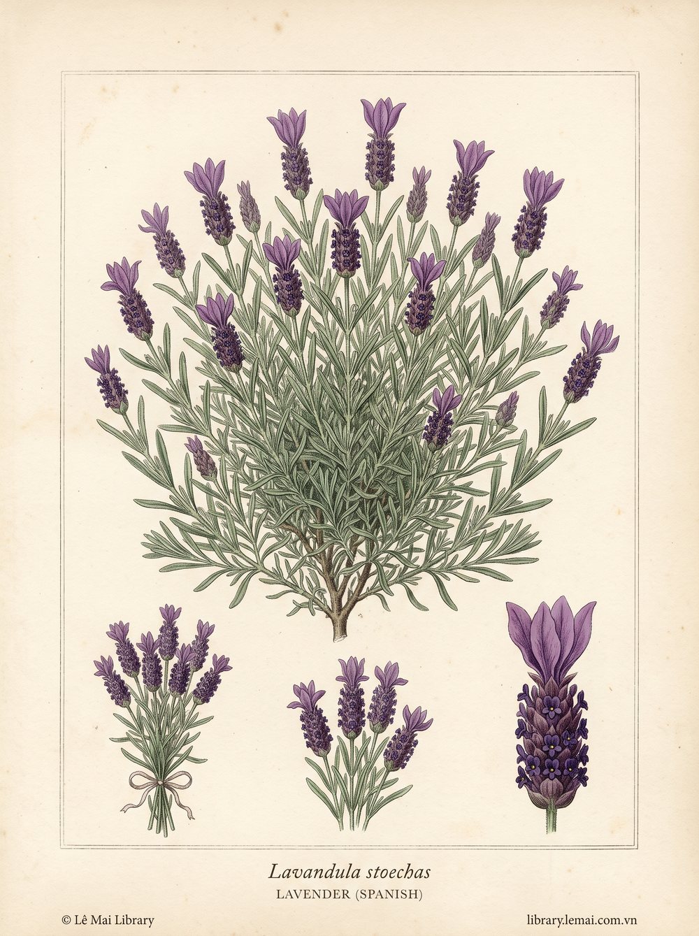 Tranh minh hoạ cây Oải hương Tây Ban Nha (Lavandula stoechas), hoa và phần trên mặt đất dùng chiết xuất tinh dầu Lavender (Spanish)