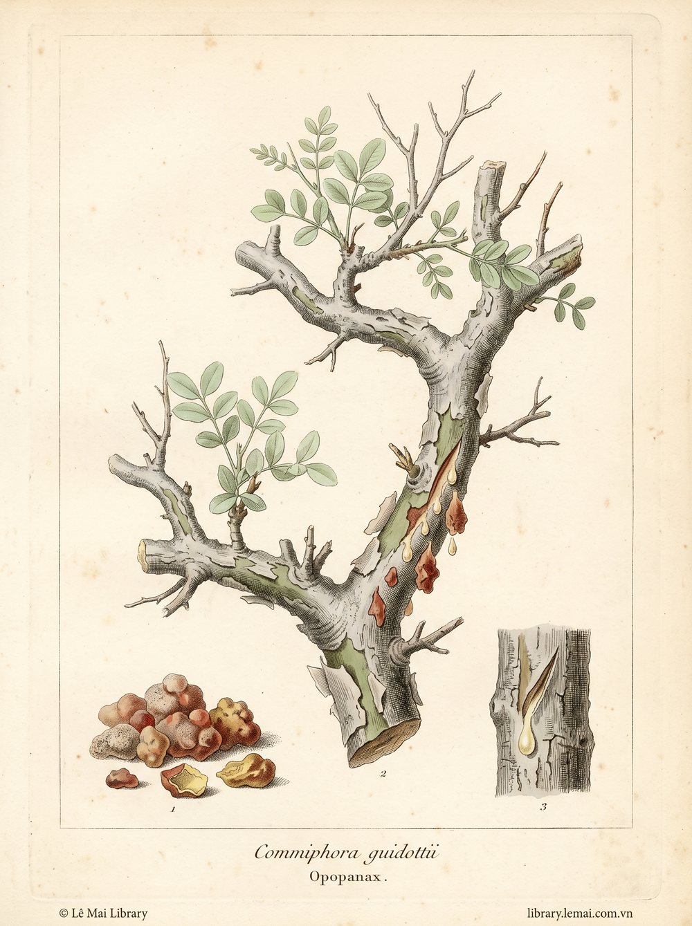 Tranh minh hoạ cây Opopanax (Commiphora guidottii), nhựa cây dùng chiết xuất tinh dầu Opopanax