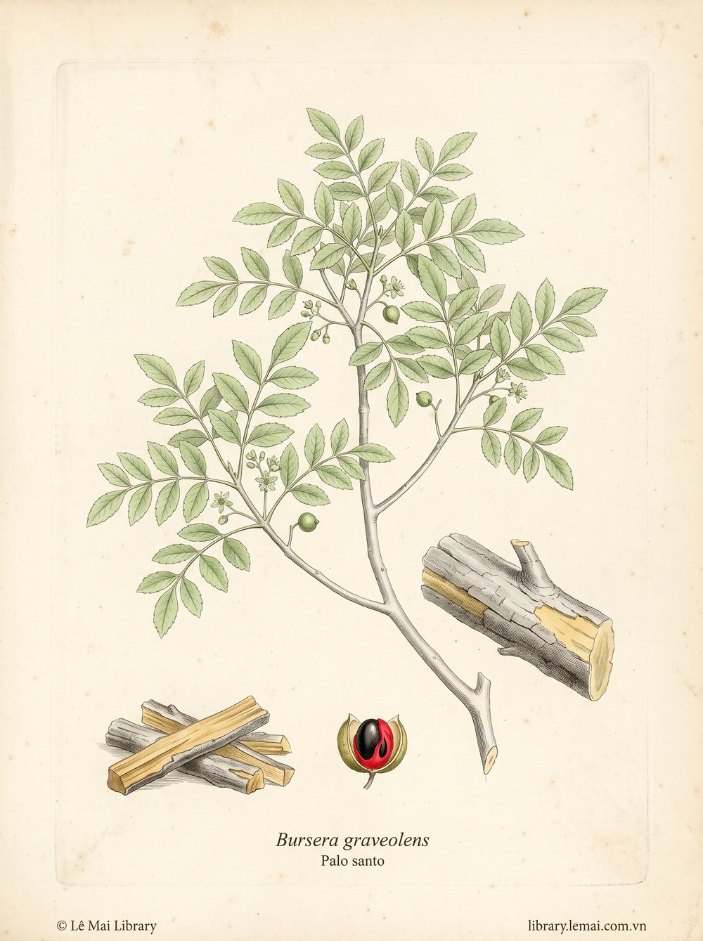 Tranh minh hoạ cây Palo Santo (Bursera graveolens), gỗ chết tự nhiên dùng chiết xuất tinh dầu Palo santo