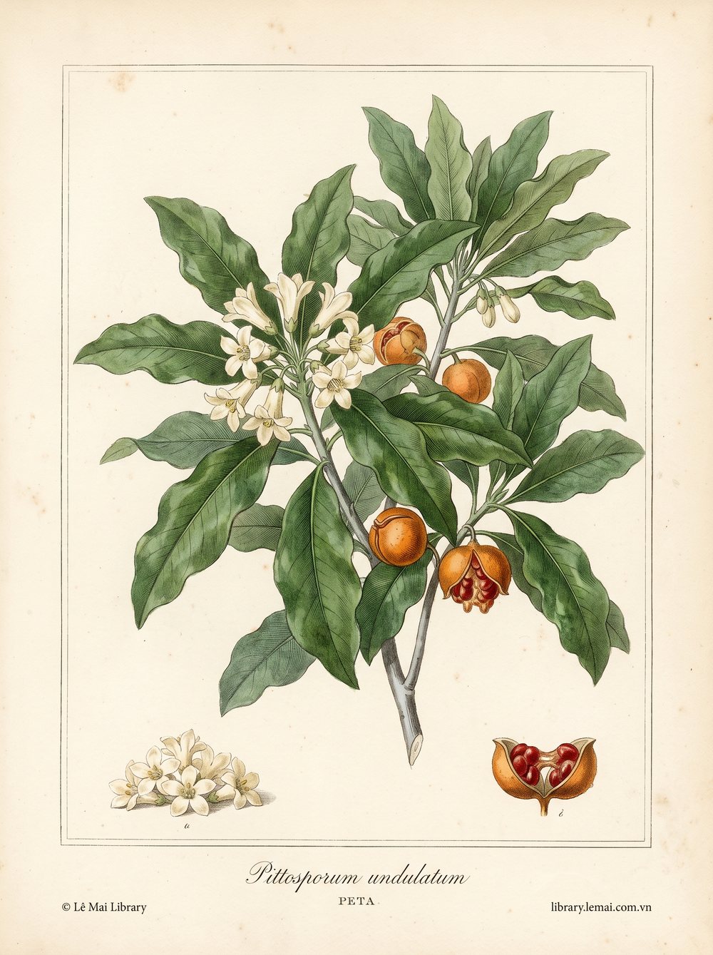 Tranh minh hoạ cây Peta (Pittosporum undulatum), hoa dùng chiết xuất tinh dầu Peta