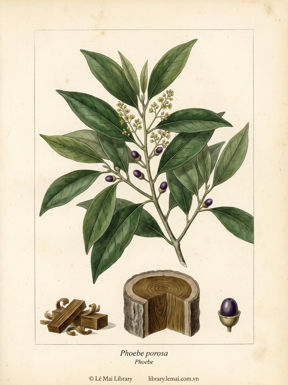 Tranh minh hoạ cây Phoebe (Phoebe porosa), gỗ dùng chiết xuất tinh dầu Phoebe