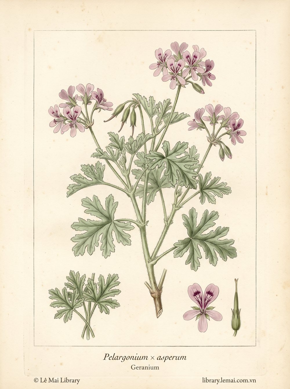 Tranh minh hoạ cây Phong lữ (Pelargonium × asperum), lá dùng chiết xuất tinh dầu Geranium