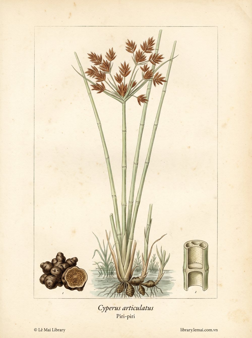 Tranh minh hoạ cây Piri-Piri (Cyperus articulatus), rễ ngầm dùng chiết xuất tinh dầu Piri-piri