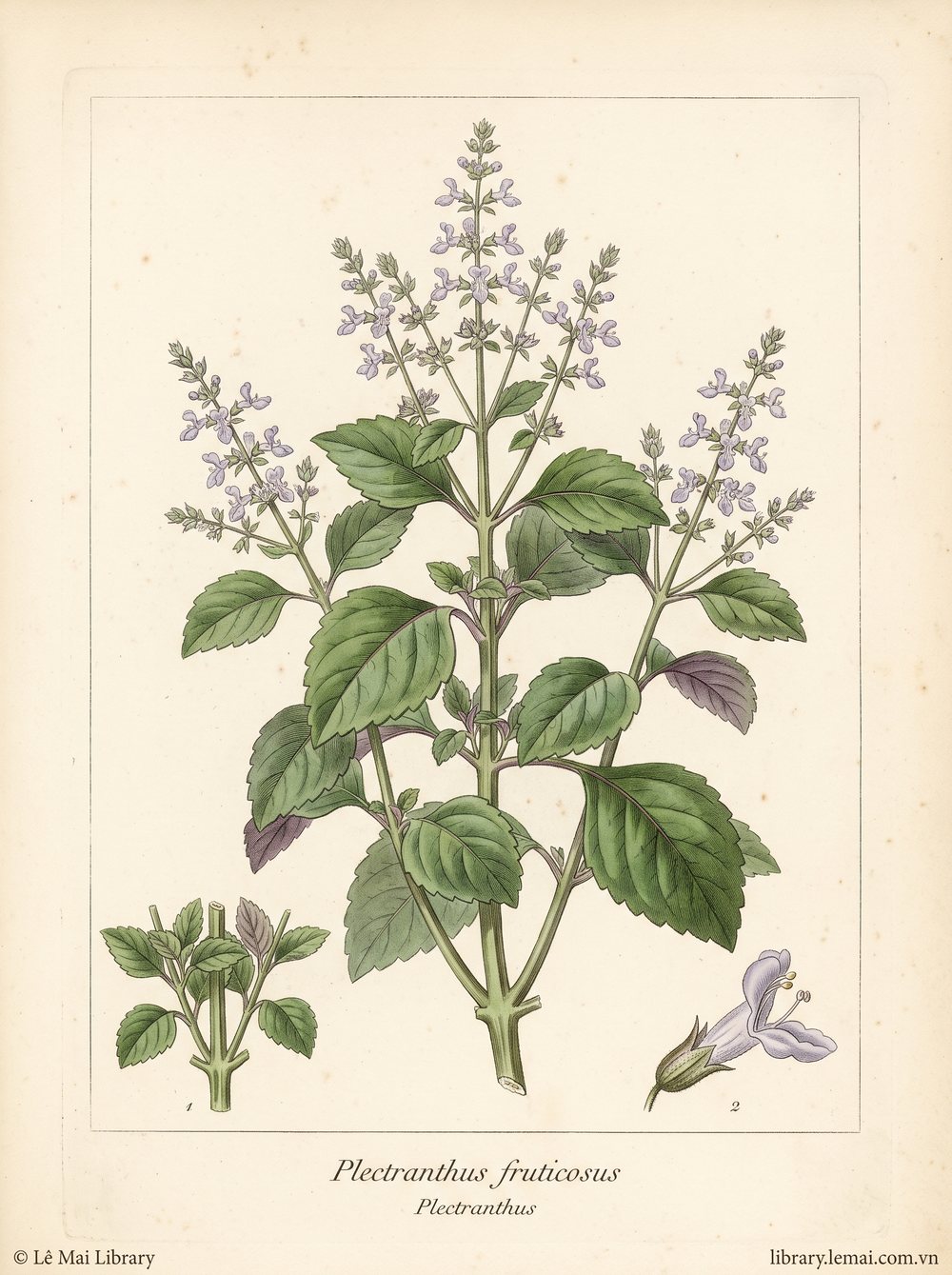 Tranh minh hoạ cây Plectranthus (Plectranthus fruticosus), lá dùng chiết xuất tinh dầu Plectranthus