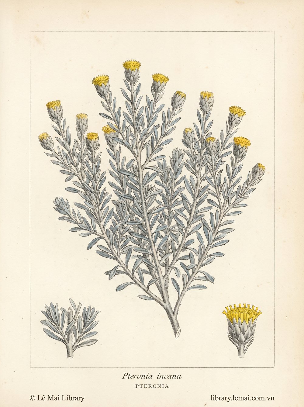 Tranh minh hoạ cây Pteronia (Pteronia incana), lá và cành non dùng chiết xuất tinh dầu Pteronia