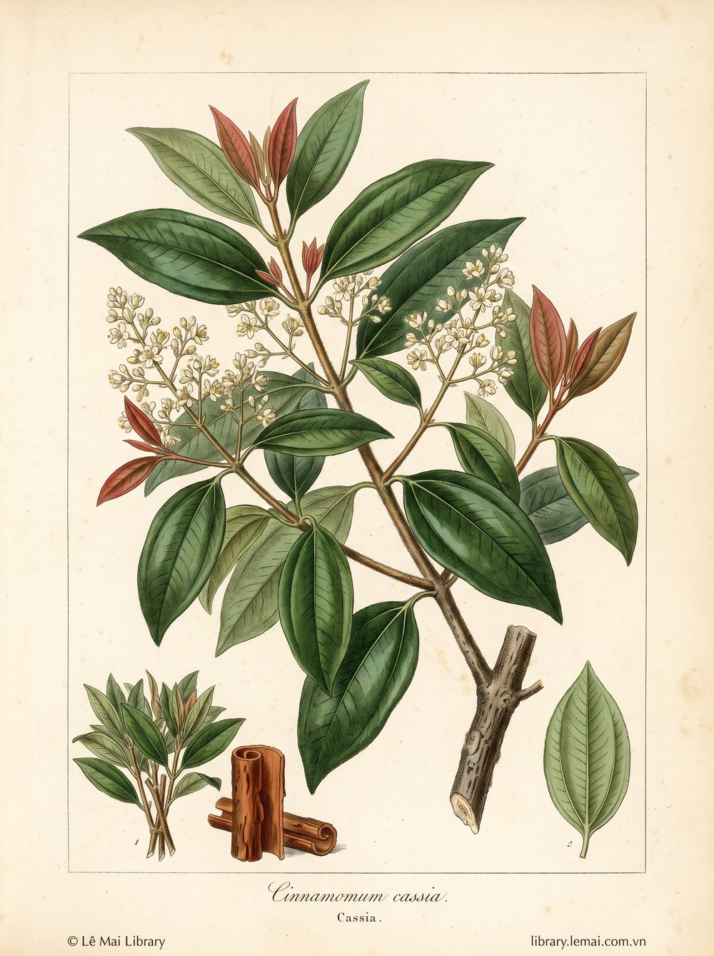 Botanical illustration of Cinnamomum cassia; leaves, terminal branches, and bark used to extract Cassia essential oil