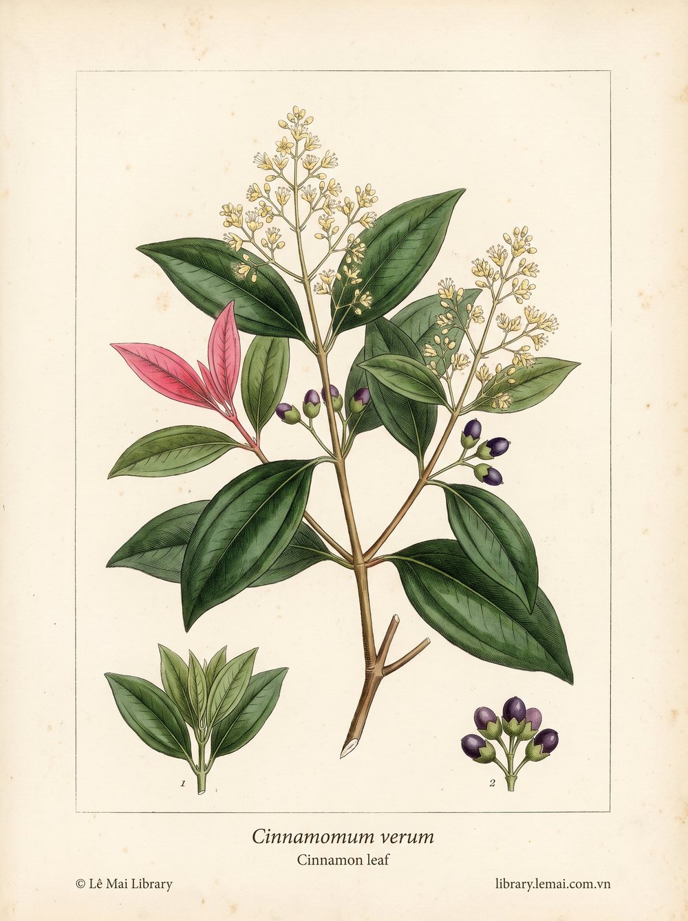 Botanical illustration of Cinnamomum verum; leaves used to extract Cinnamon leaf essential oil