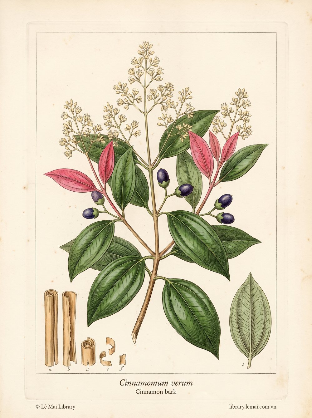 Botanical illustration of Cinnamomum verum; dried inner bark of young trees used to extract Cinnamon bark essential oil