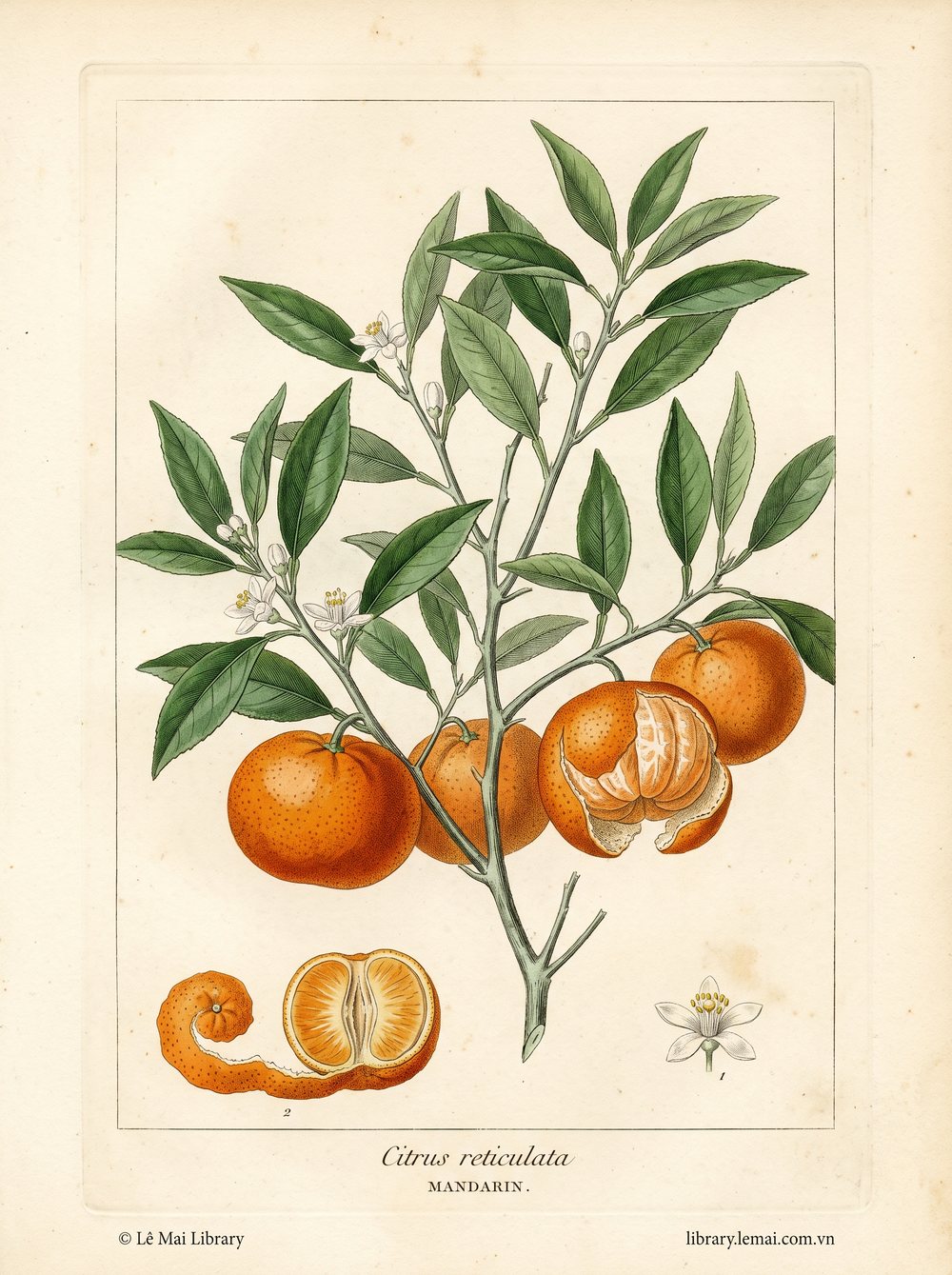 Tranh minh hoạ cây Quýt (Citrus reticulata), vỏ quả dùng chiết xuất tinh dầu Mandarin