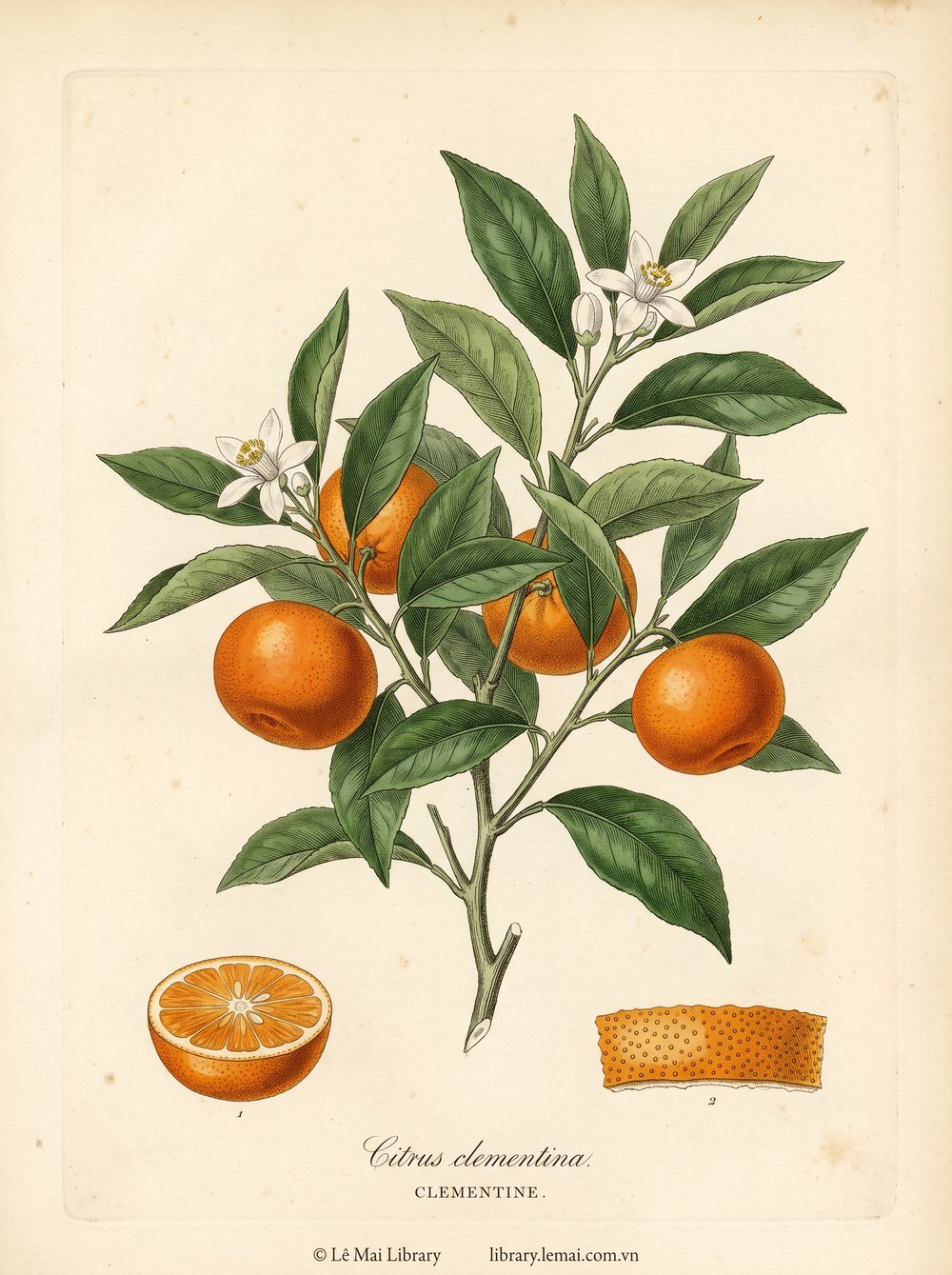 Botanical illustration of Citrus clementina; fruit peel used to extract Clementine essential oil