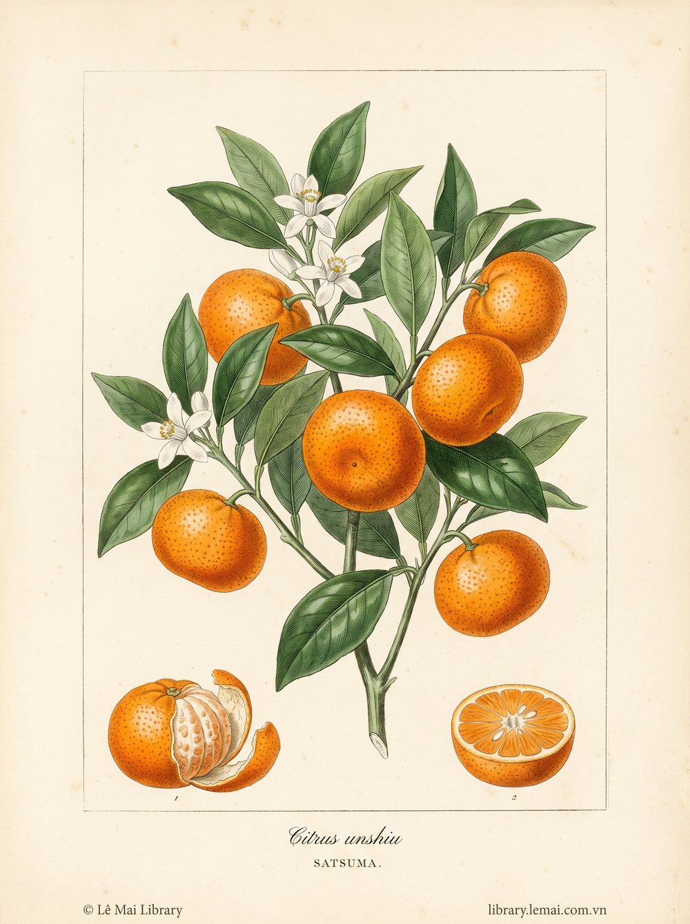 Tranh minh hoạ cây Quýt Satsuma (Citrus unshiu), vỏ quả dùng chiết xuất tinh dầu Satsuma