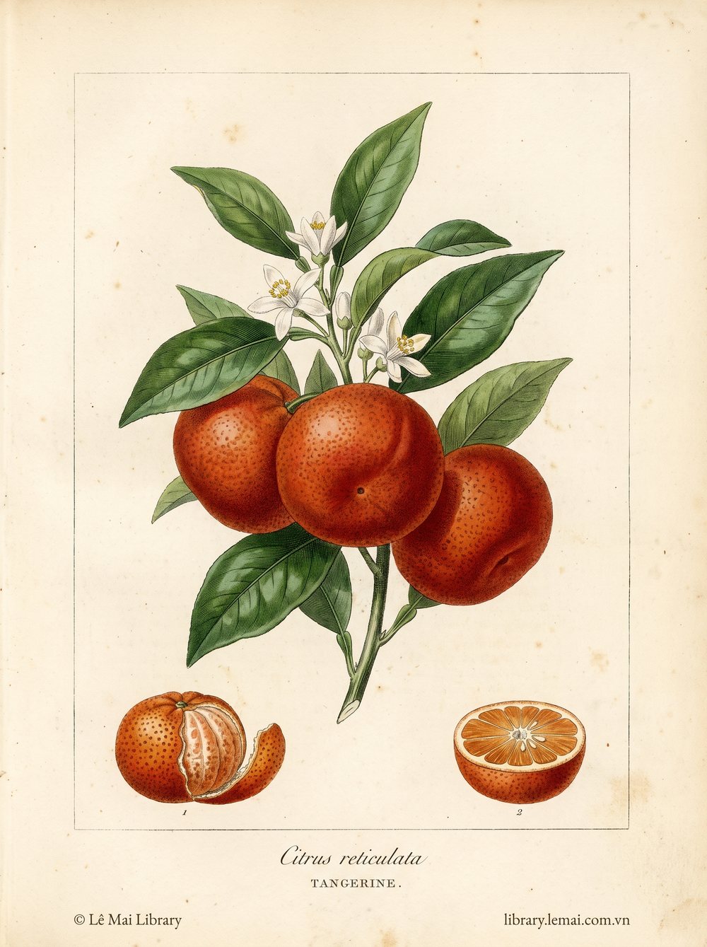 Tranh minh hoạ cây Quýt Tangerine (Citrus reticulata), vỏ quả dùng chiết xuất tinh dầu Tangerine