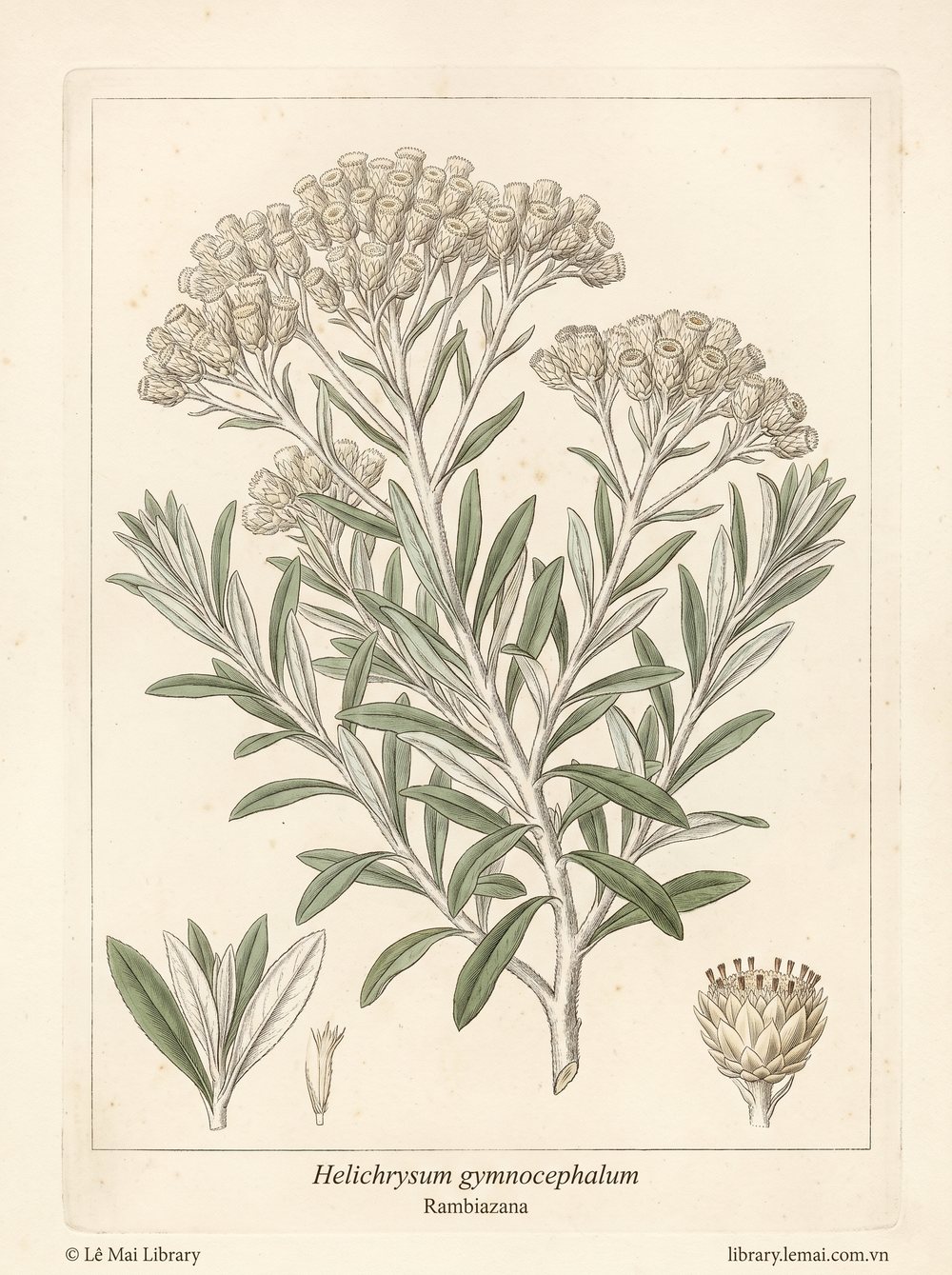 Tranh minh hoạ cây Rambiazana (Helichrysum gymnocephalum), lá dùng chiết xuất tinh dầu Rambiazana