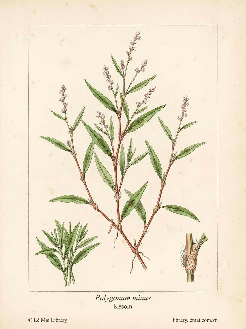Tranh minh hoạ cây Rau răm (Polygonum minus), bộ phận trên mặt đất dùng chiết xuất tinh dầu Kesom
