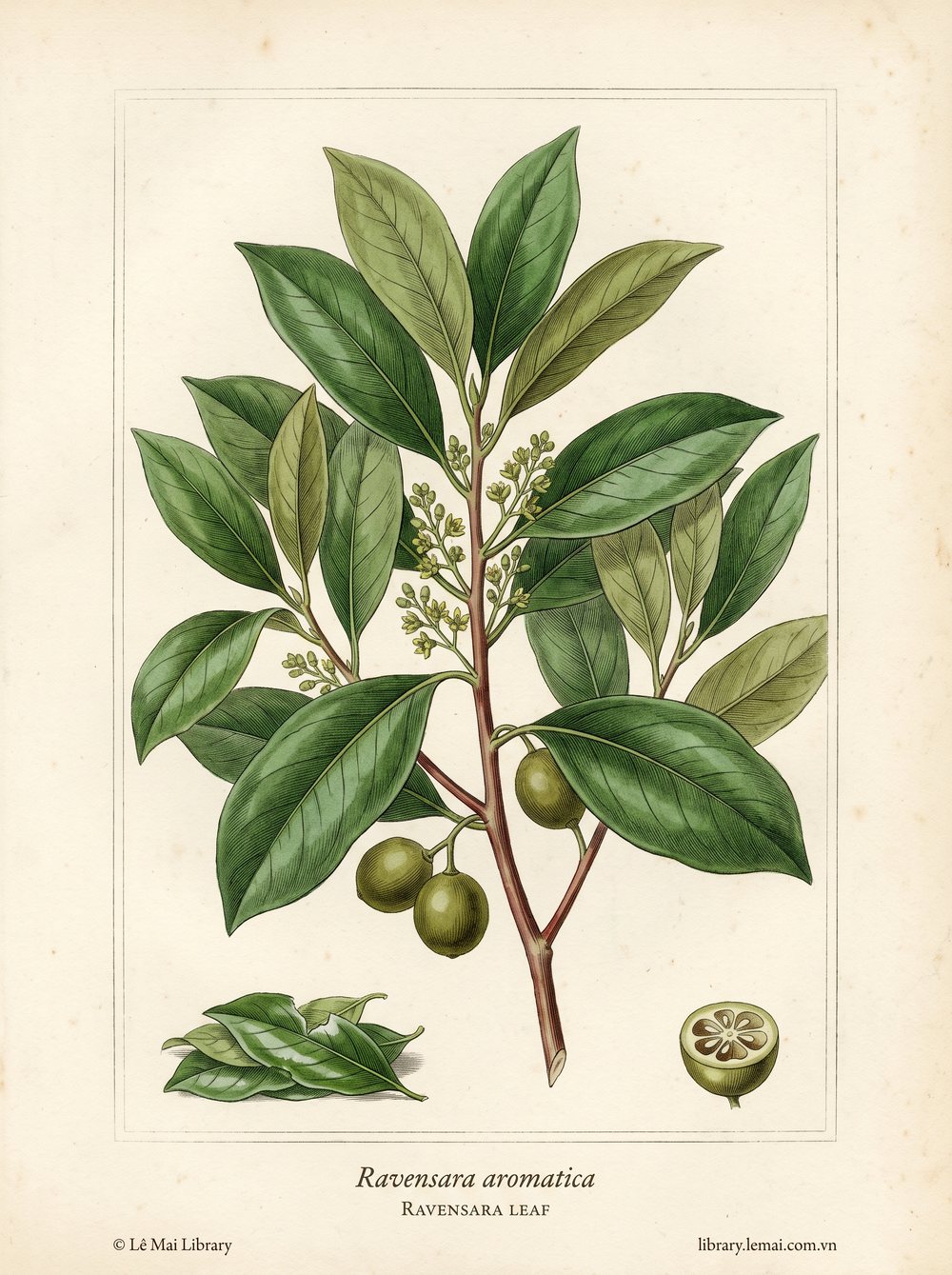 Tranh minh hoạ cây Ravensara (Ravensara aromatica), lá dùng chiết xuất tinh dầu Ravensara leaf