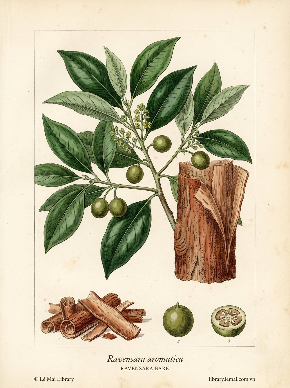 Tranh minh hoạ cây Ravensara (Ravensara aromatica), vỏ thân dùng chiết xuất tinh dầu Ravensara bark