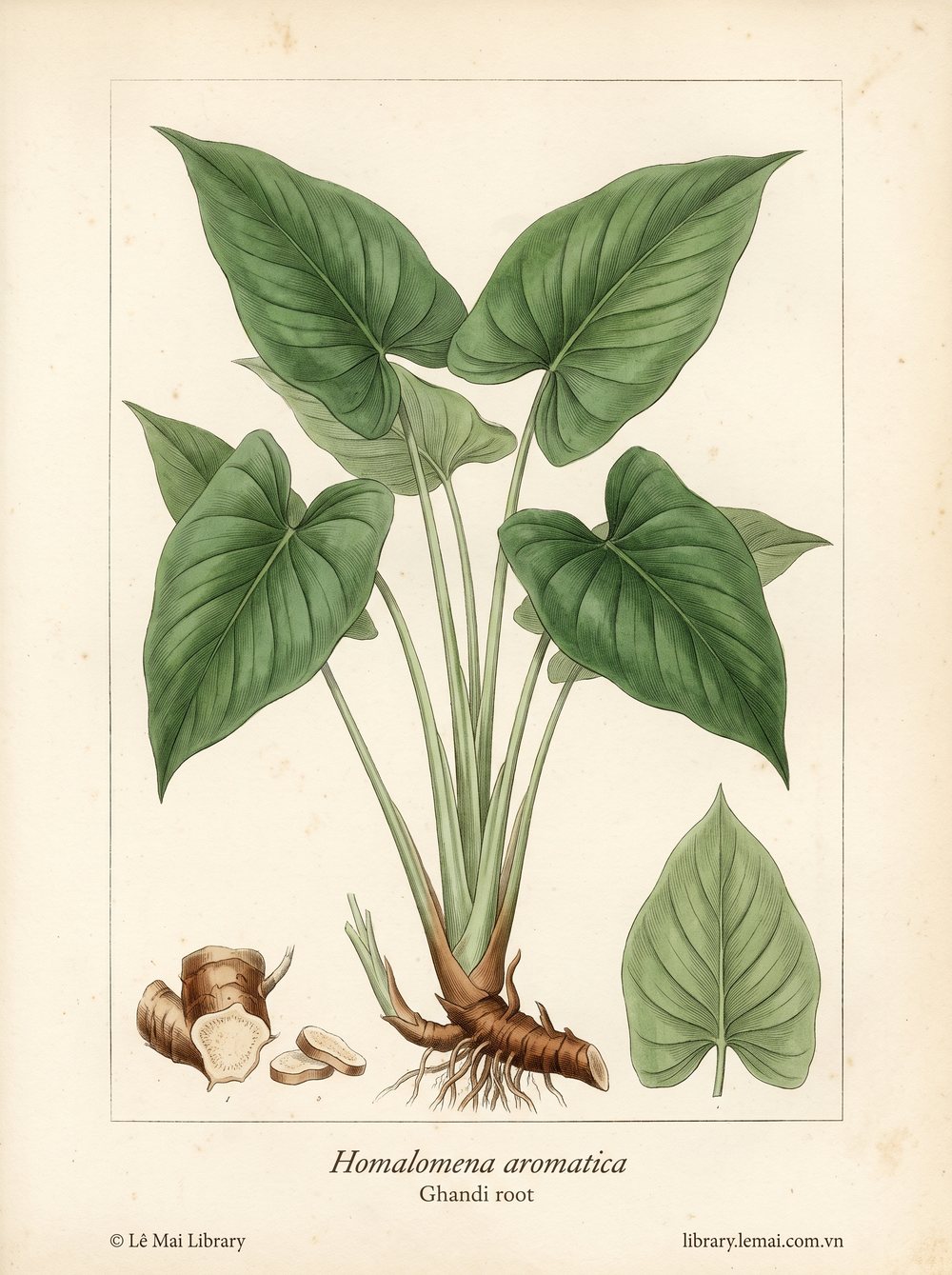 Tranh minh hoạ cây Rễ Ghandi (Homalomena aromatica), rễ dùng chiết xuất tinh dầu Ghandi root
