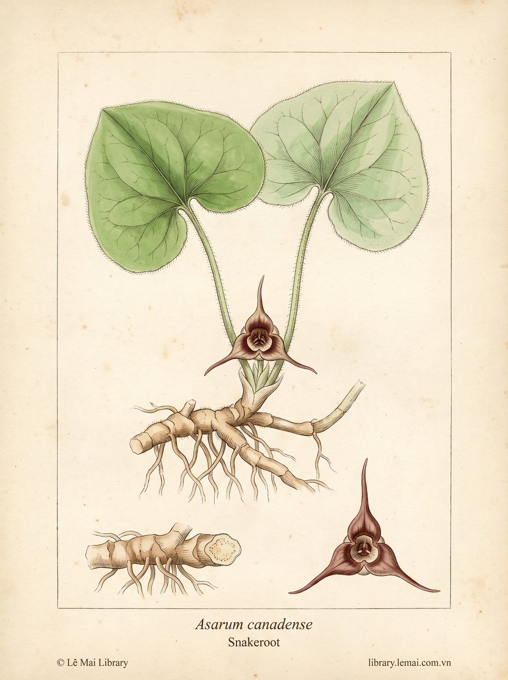 Tranh minh hoạ cây Rễ rắn (Asarum canadense), rễ ngầm dùng chiết xuất tinh dầu Snakeroot