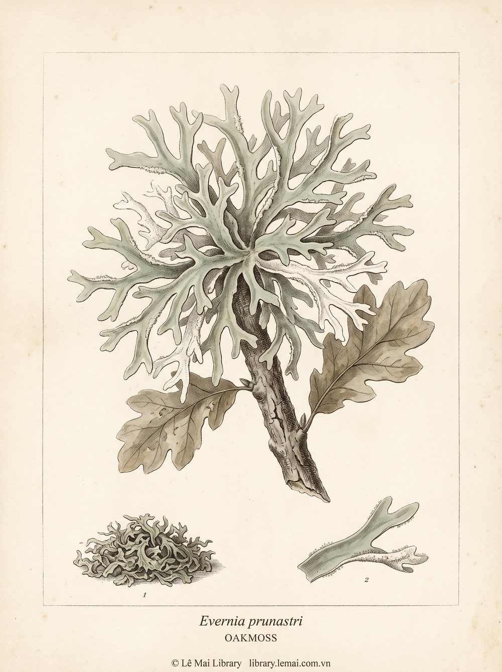 Tranh minh hoạ cây Rêu Sồi (Evernia prunastri), địa y trên cây sồi dùng chiết xuất tinh dầu Oakmoss