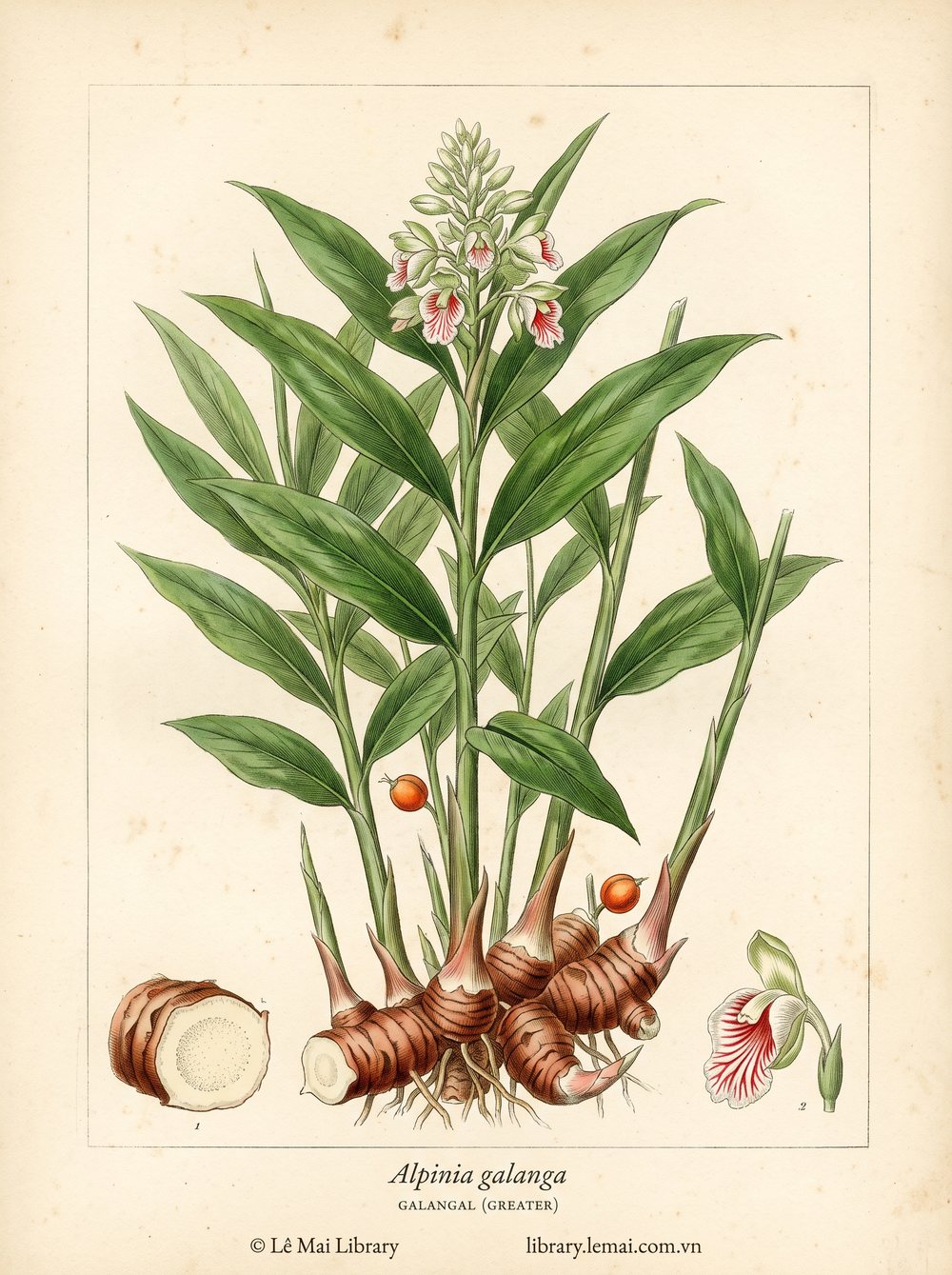 Tranh minh hoạ cây Riềng nếp (Alpinia galanga), thân rễ dùng chiết xuất tinh dầu Galangal (greater)
