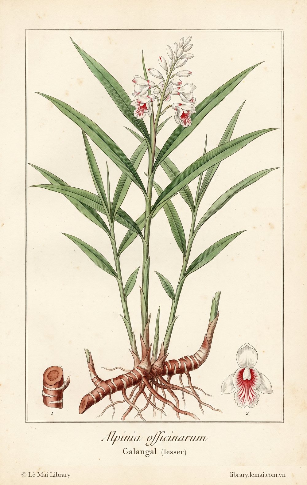 Tranh minh hoạ cây Riềng tẻ (Alpinia officinarum), thân rễ dùng chiết xuất tinh dầu Galangal (lesser)