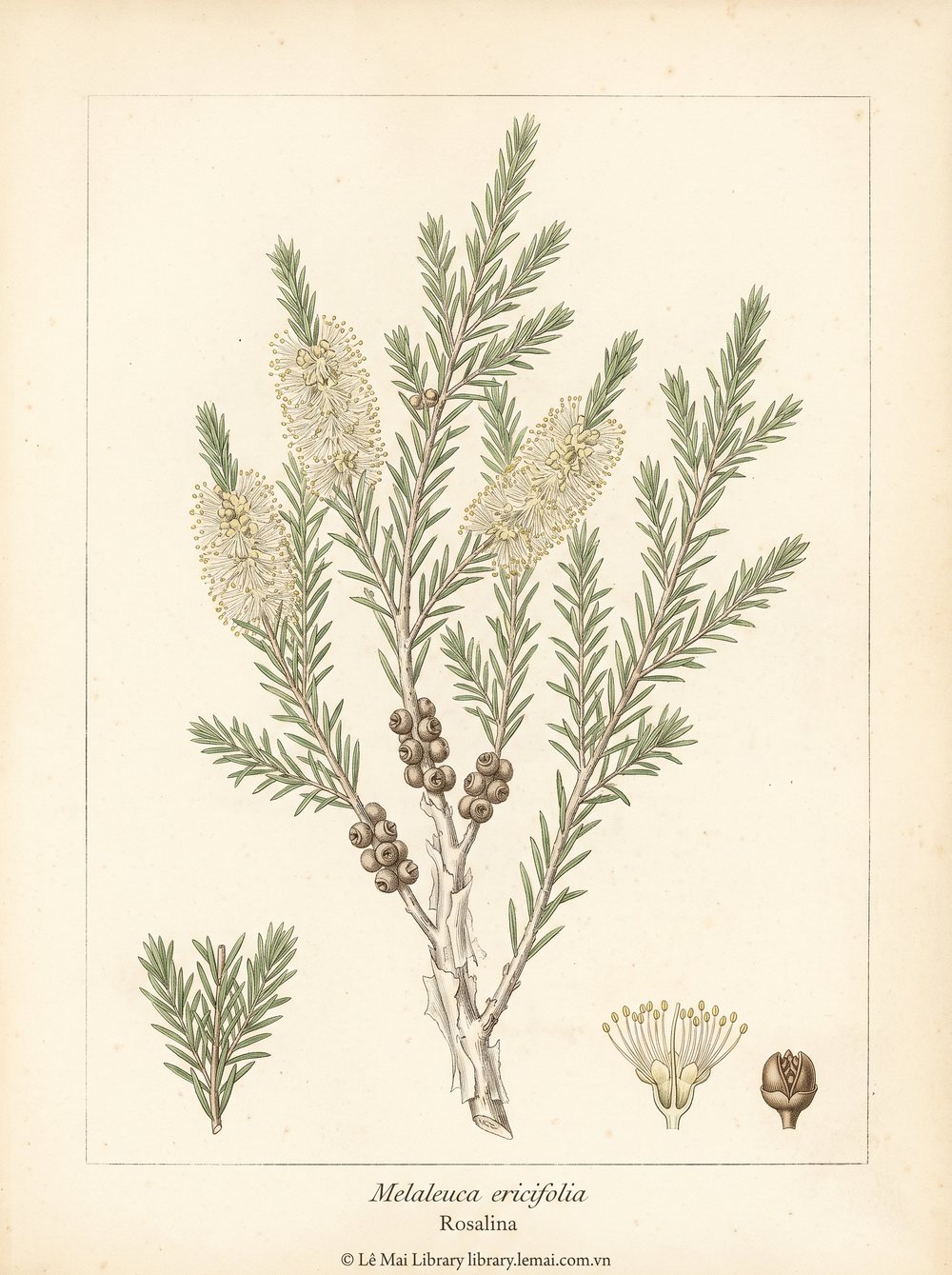 Tranh minh hoạ cây Rosalina (Melaleuca ericifolia), lá dùng chiết xuất tinh dầu Rosalina