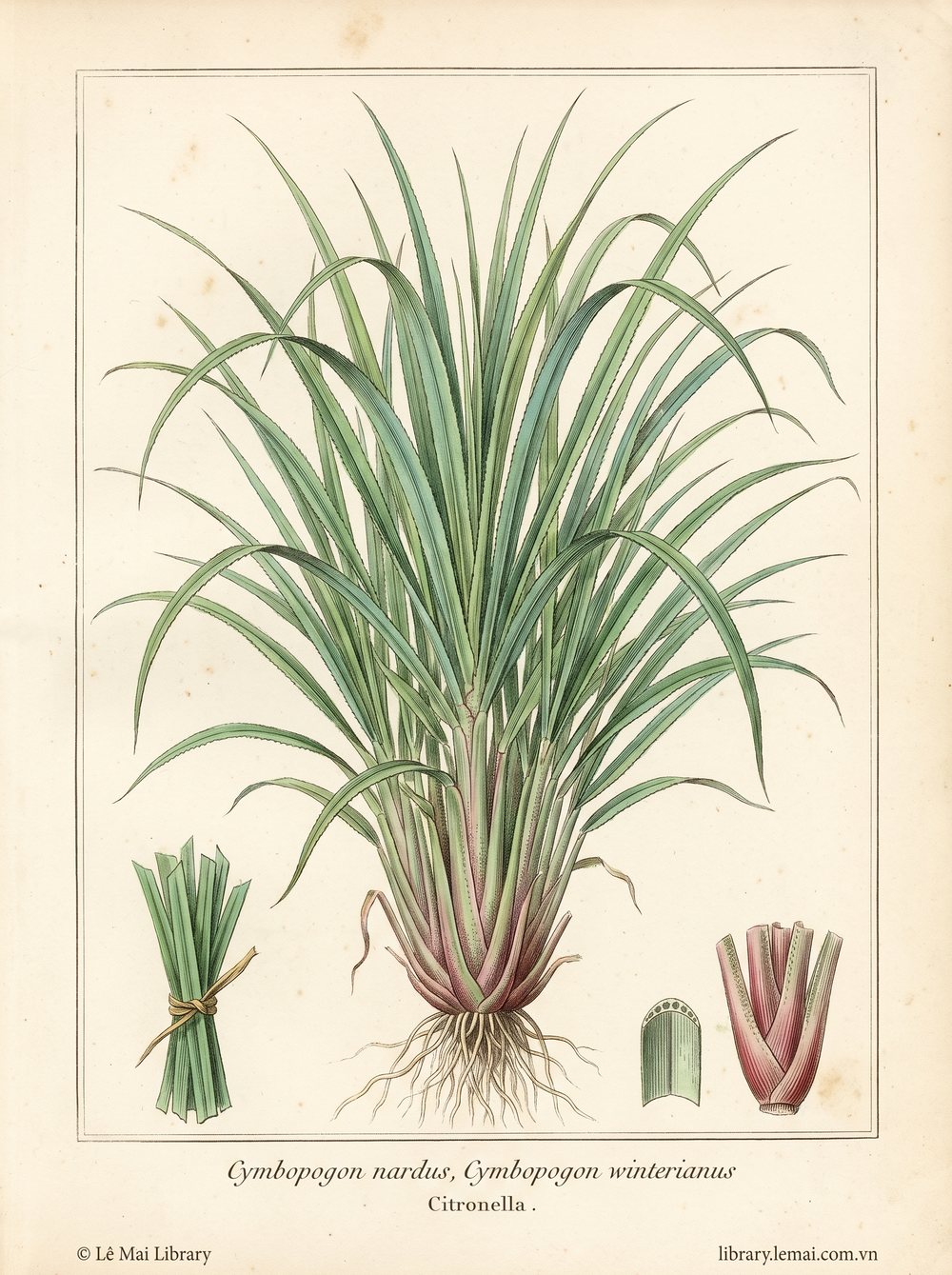 Botanical illustration of Cymbopogon nardus, Cymbopogon winterianus; leaves used to extract Citronella essential oil