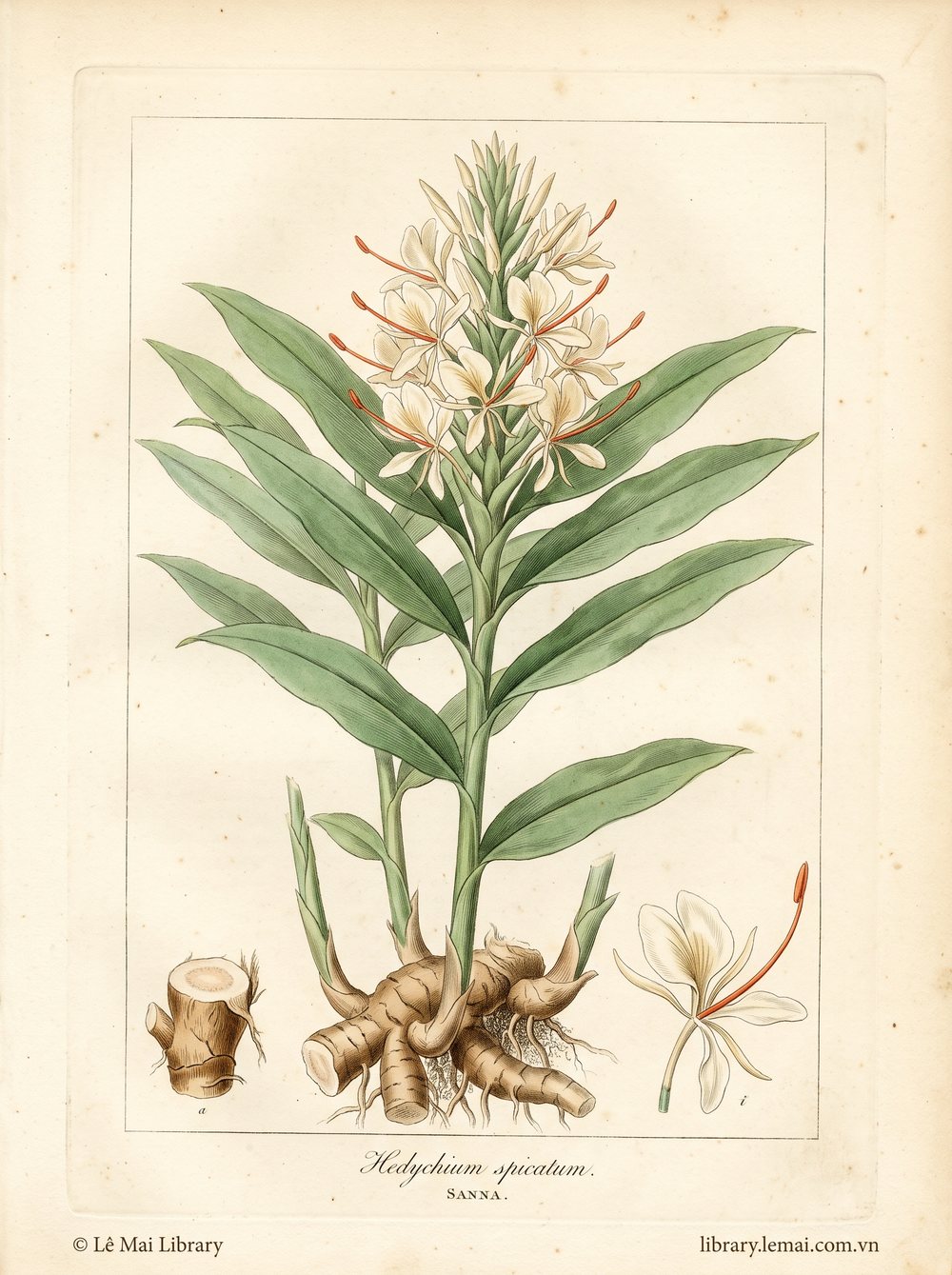 Tranh minh hoạ cây Sanna (Hedychium spicatum), rễ ngầm dùng chiết xuất tinh dầu Sanna