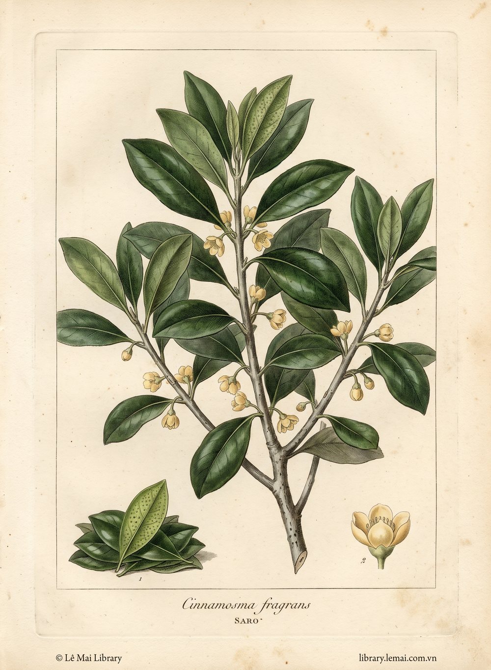 Tranh minh hoạ cây Saro (Cinnamosma fragrans), lá dùng chiết xuất tinh dầu Saro